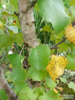 Betula pubescens tortuosa -- Krummästige Birke tortuosa